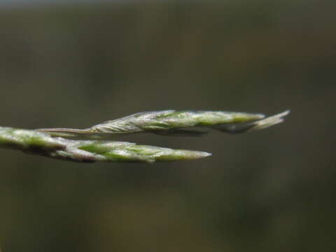 Слика од Eragrostis australasica (Steud.) C. E. Hubb.