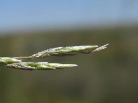 Image of Eragrostis australasica (Steud.) C. E. Hubb.