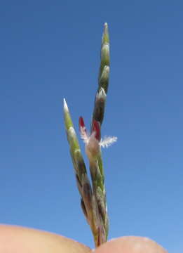 Image of Eragrostis australasica (Steud.) C. E. Hubb.