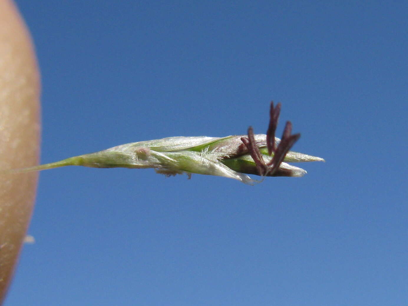 Слика од Eragrostis australasica (Steud.) C. E. Hubb.