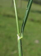 Image de Echinopogon caespitosus C. E. Hubb.