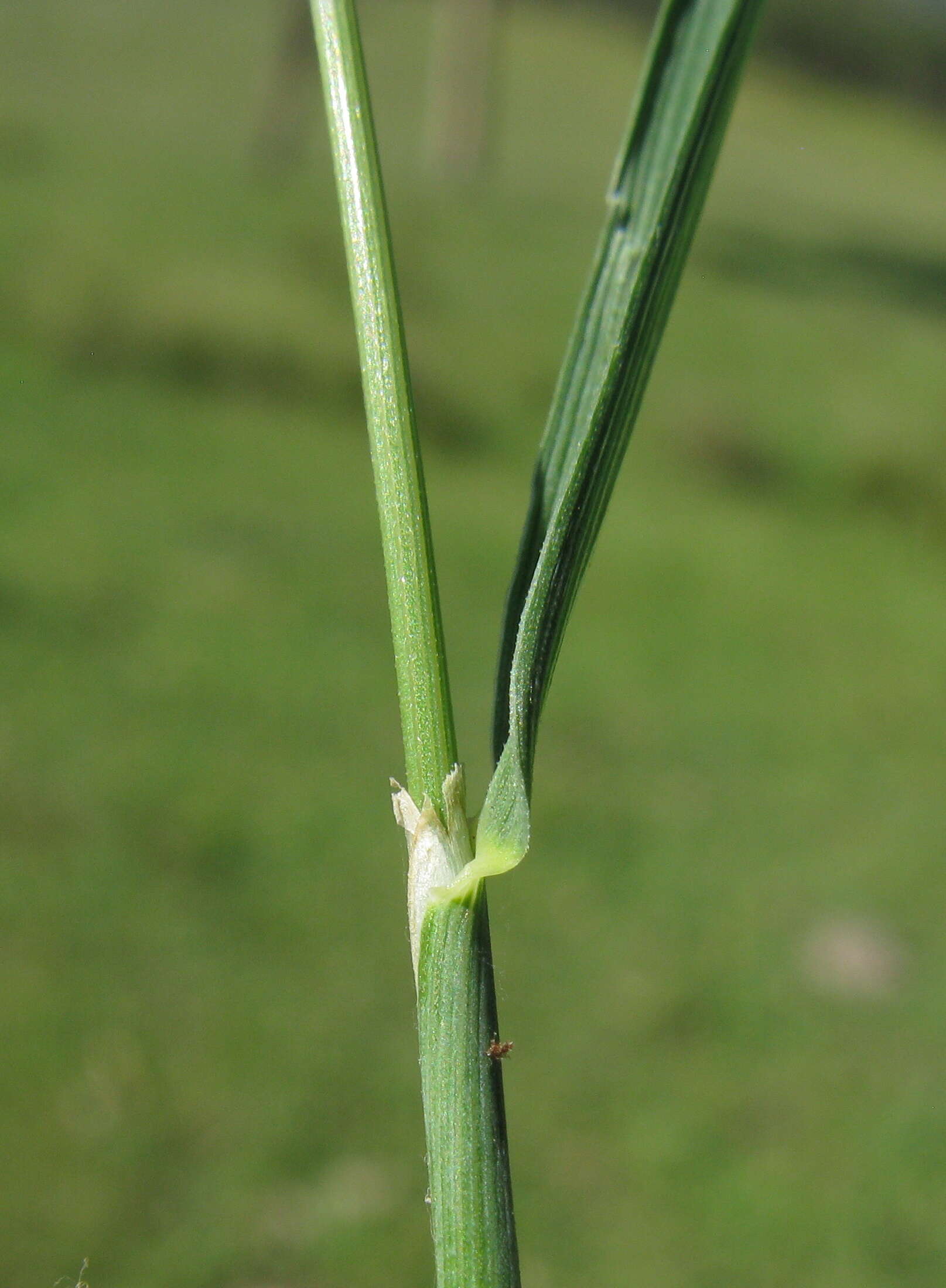 Image de Echinopogon caespitosus C. E. Hubb.