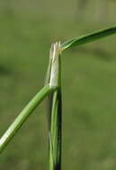 Image de Echinopogon caespitosus C. E. Hubb.