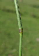 Image de Echinopogon caespitosus C. E. Hubb.