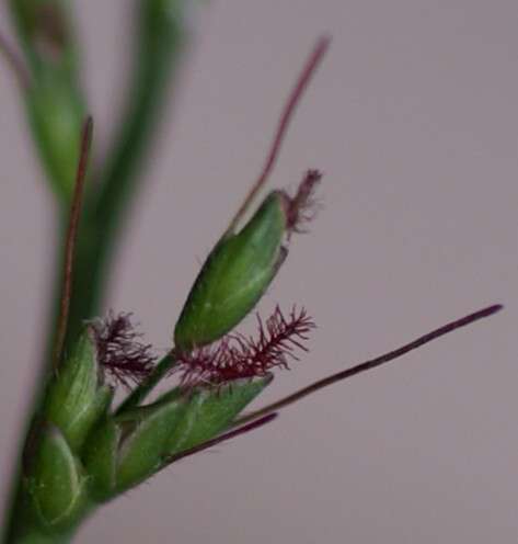 Image of Long-Leaf Basket Grass