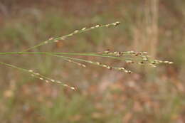 Imagem de Panicum simile Domin