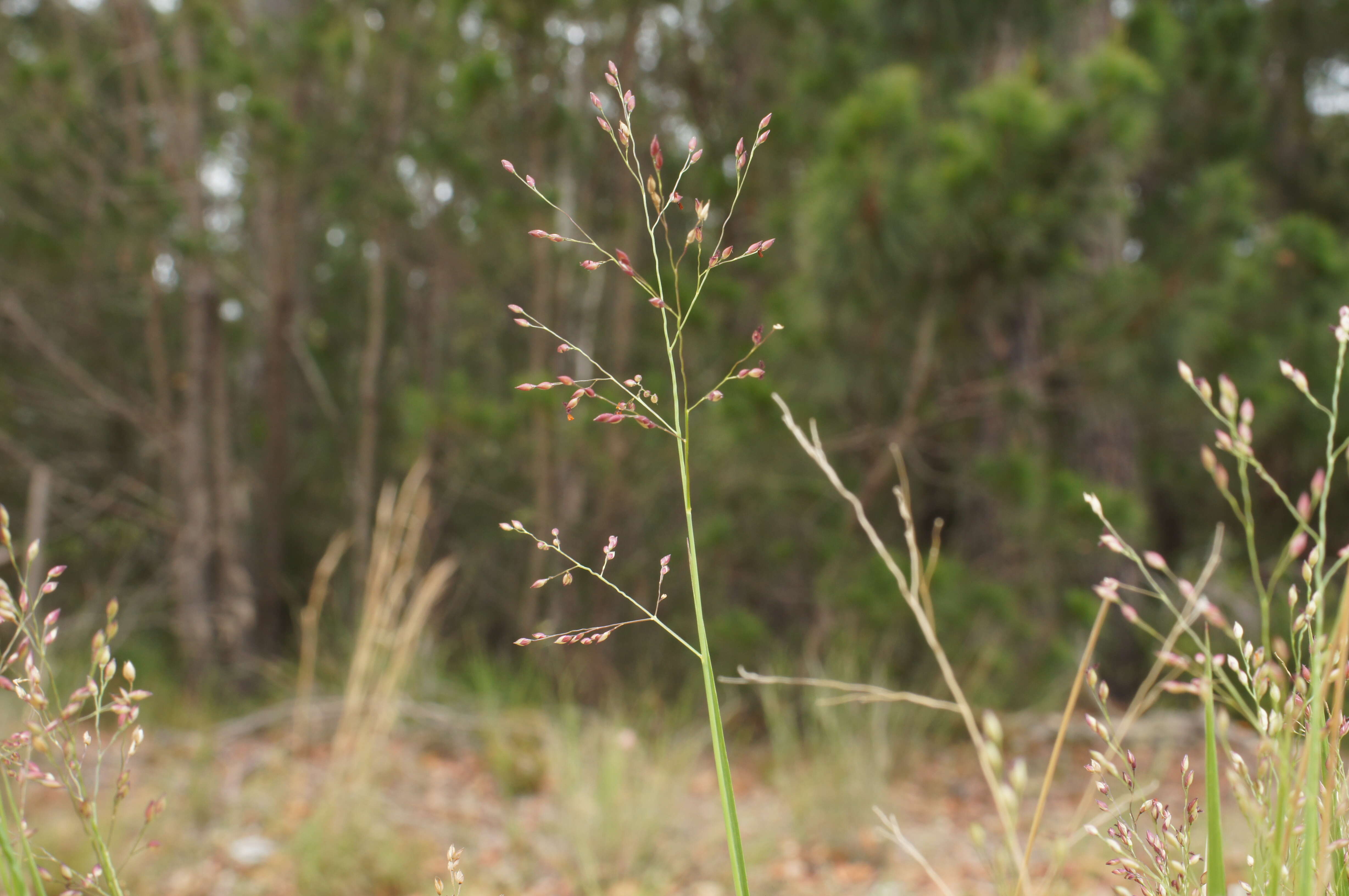 Imagem de Panicum simile Domin