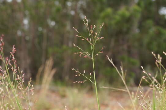 Imagem de Panicum simile Domin