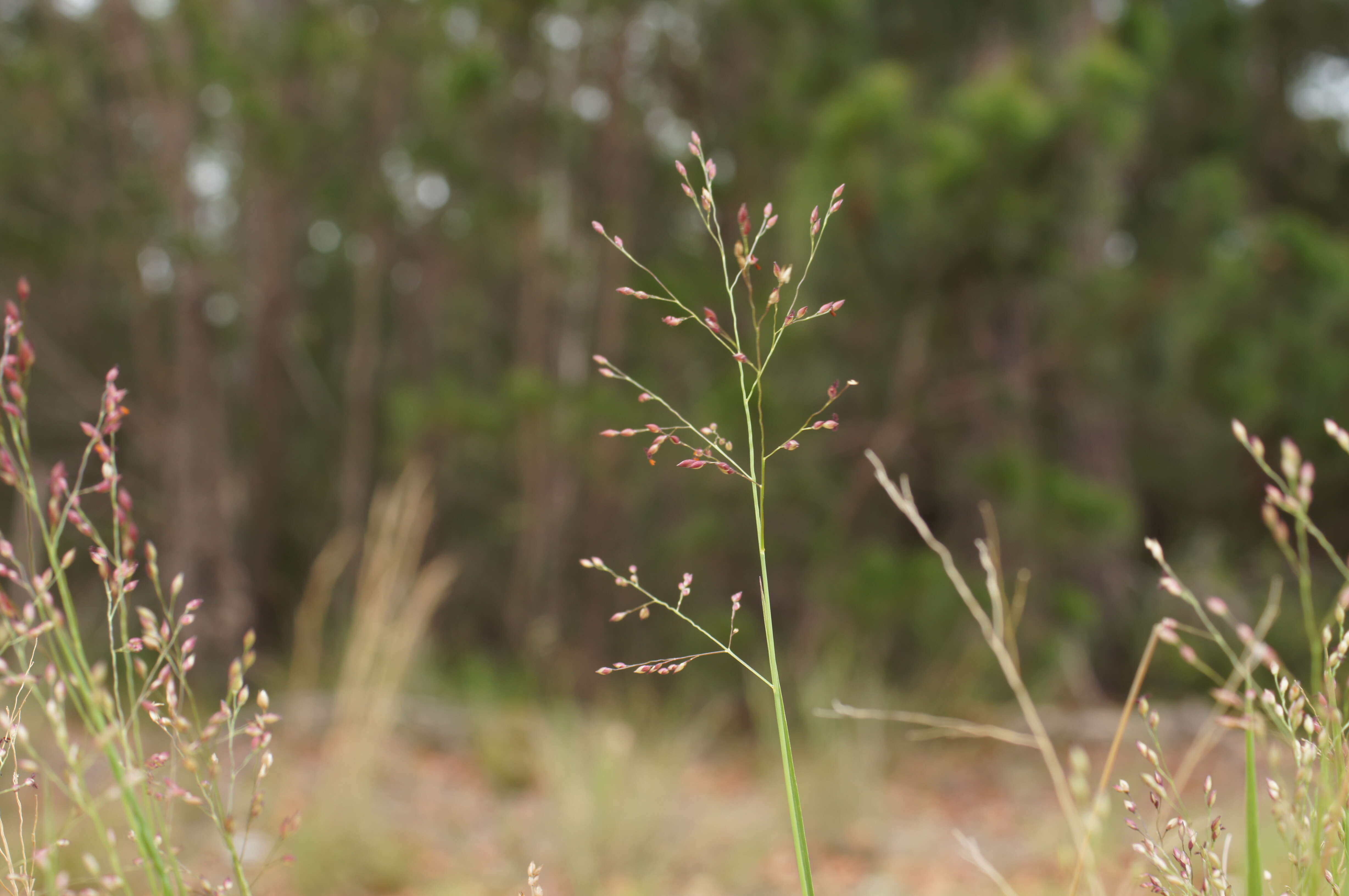 Слика од Panicum simile Domin