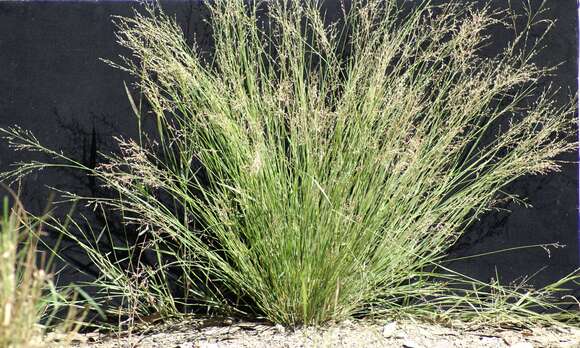 Imagem de Panicum simile Domin