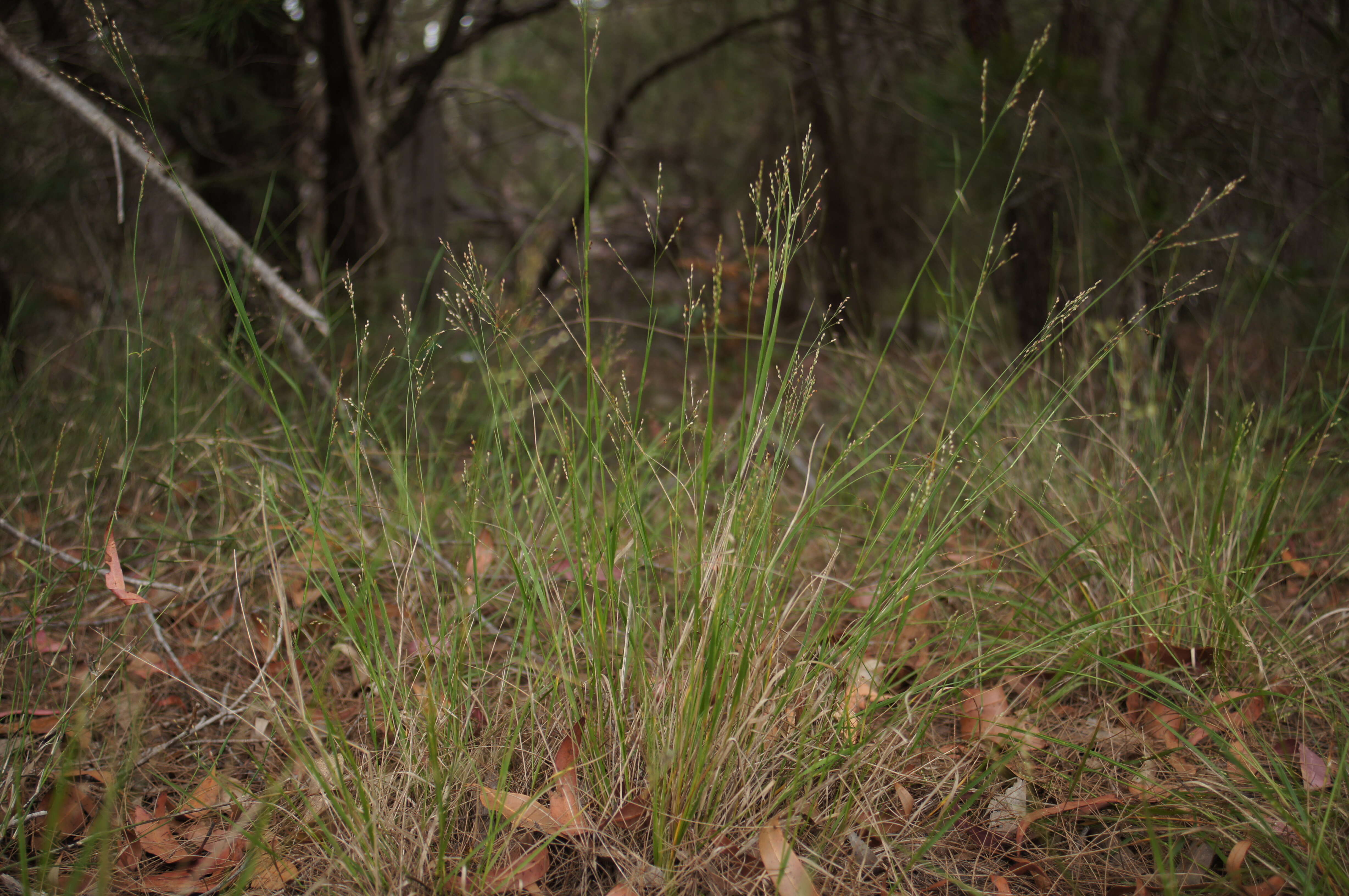 Imagem de Panicum simile Domin