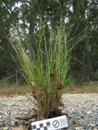 Imagem de Panicum simile Domin