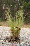 Imagem de Panicum simile Domin