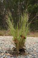 Imagem de Panicum simile Domin