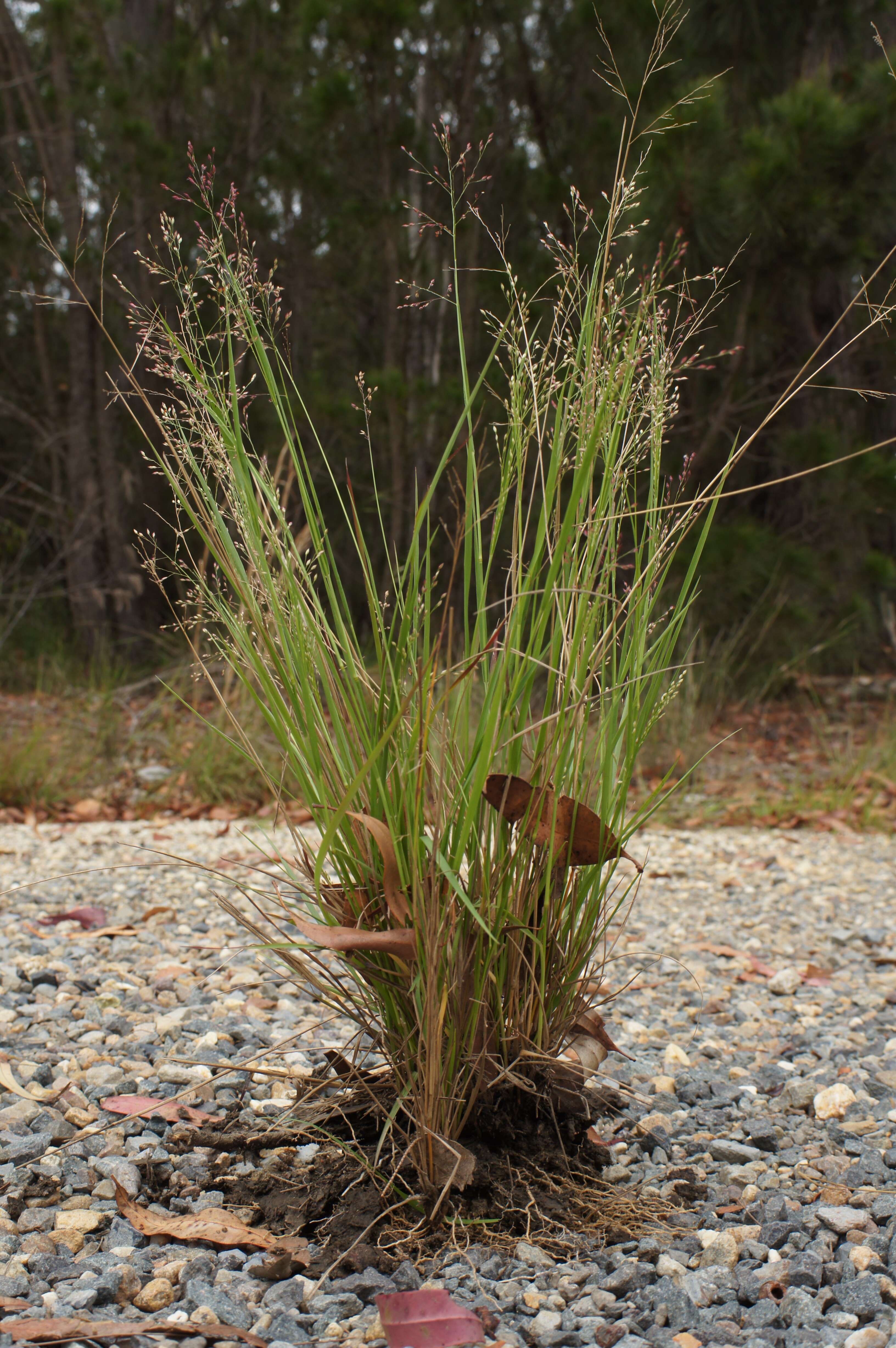 Слика од Panicum simile Domin