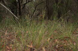 Imagem de Panicum simile Domin