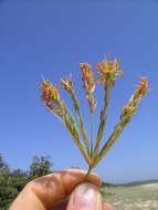 Image of Spinifex sericeus R. Br.