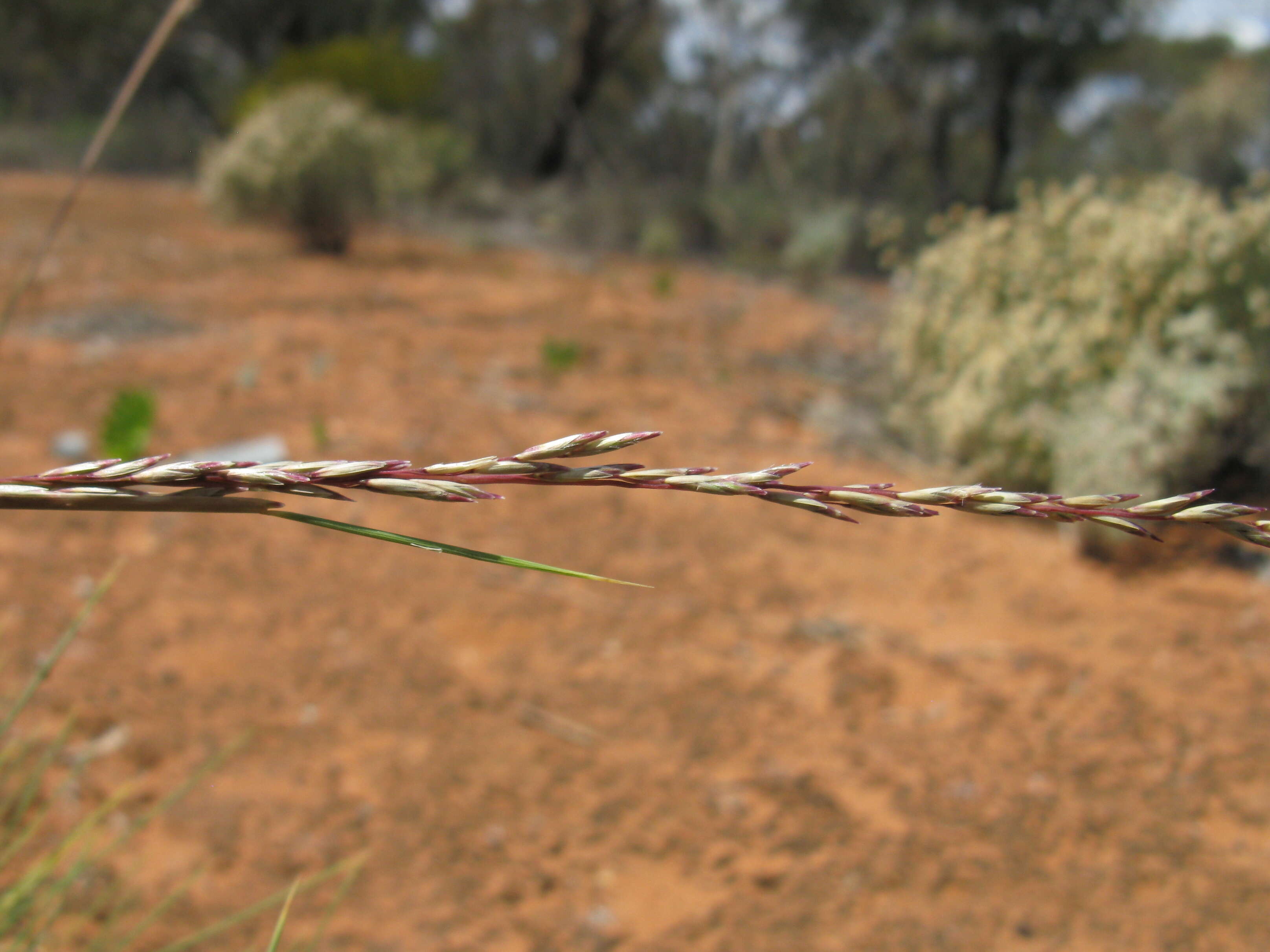 Plancia ëd Triodia scariosa N. T. Burb.