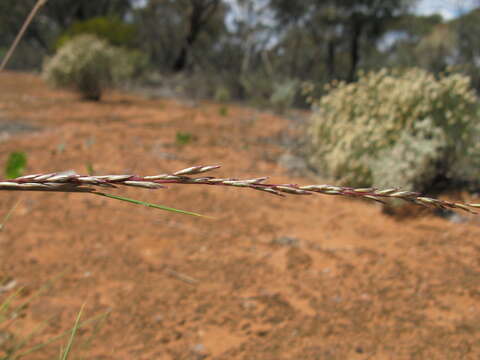 Image of Triodia scariosa N. T. Burb.