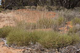 Plancia ëd Triodia scariosa N. T. Burb.