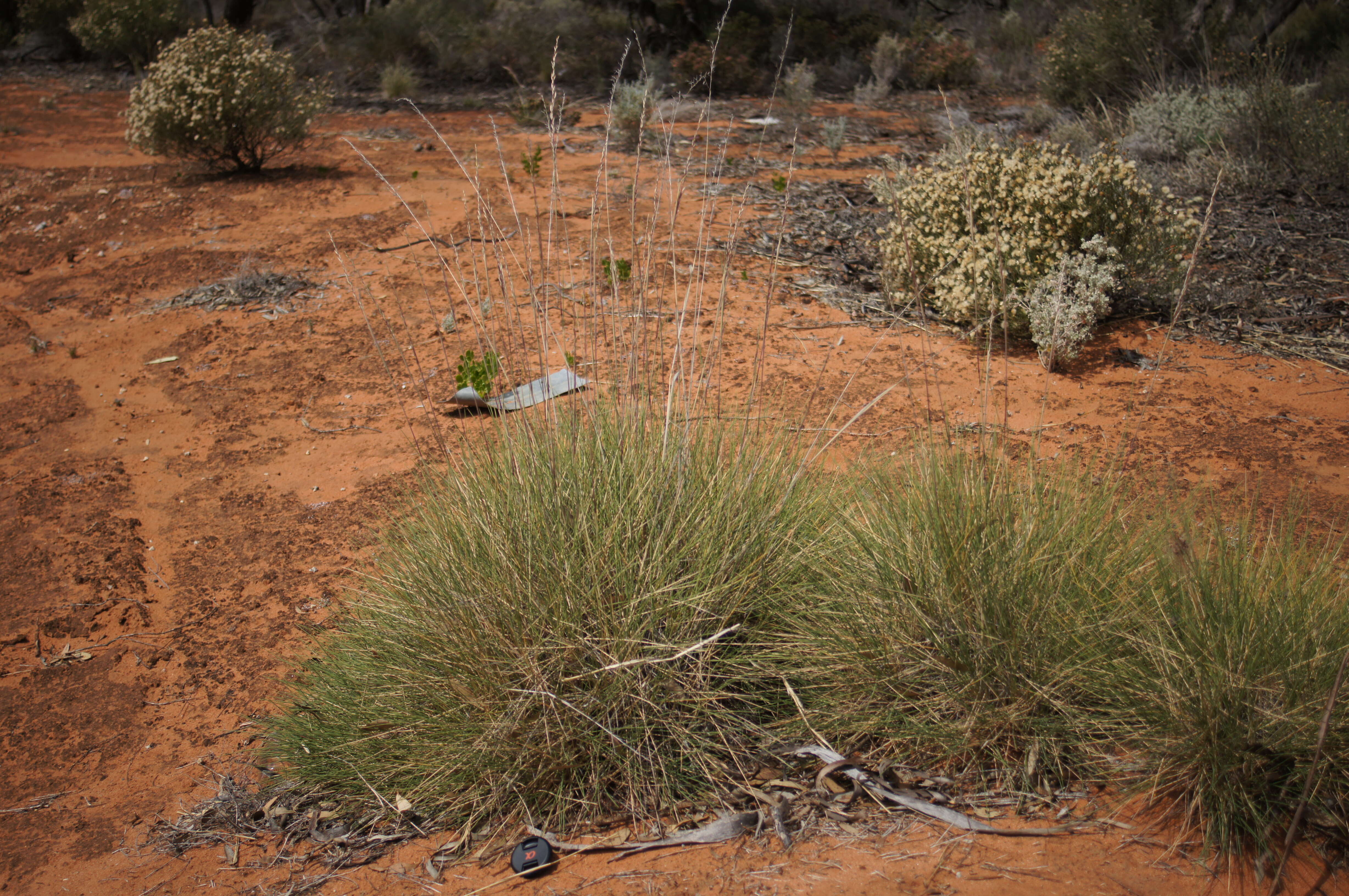 Image of Triodia scariosa N. T. Burb.