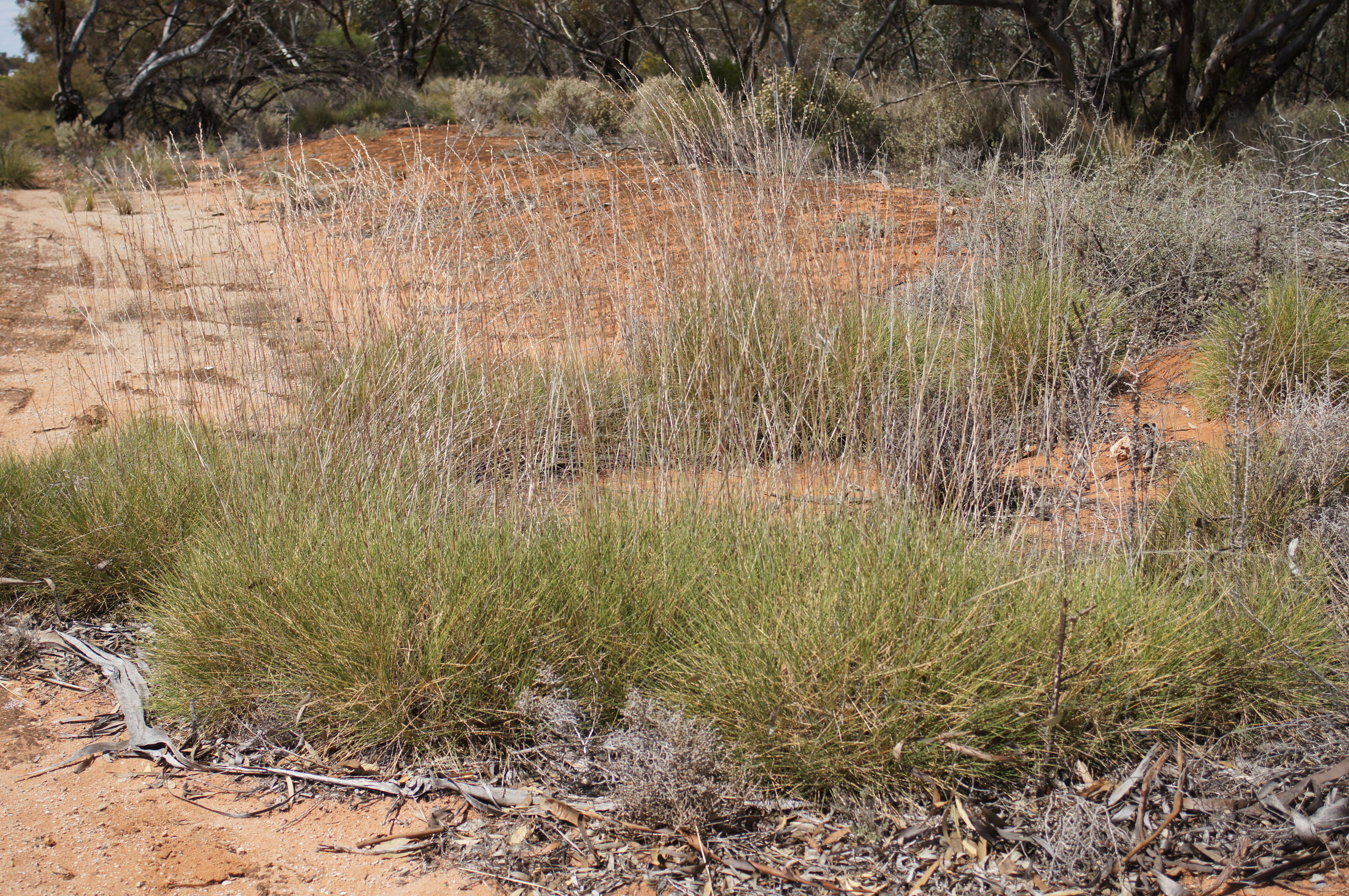 Image of Triodia scariosa N. T. Burb.