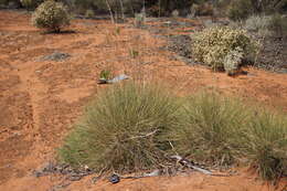 Image of Triodia scariosa N. T. Burb.