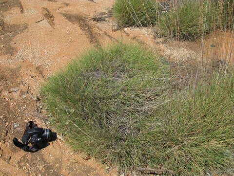 Plancia ëd Triodia scariosa N. T. Burb.