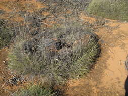 Plancia ëd Triodia scariosa N. T. Burb.