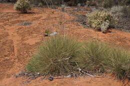 Image of Triodia scariosa N. T. Burb.