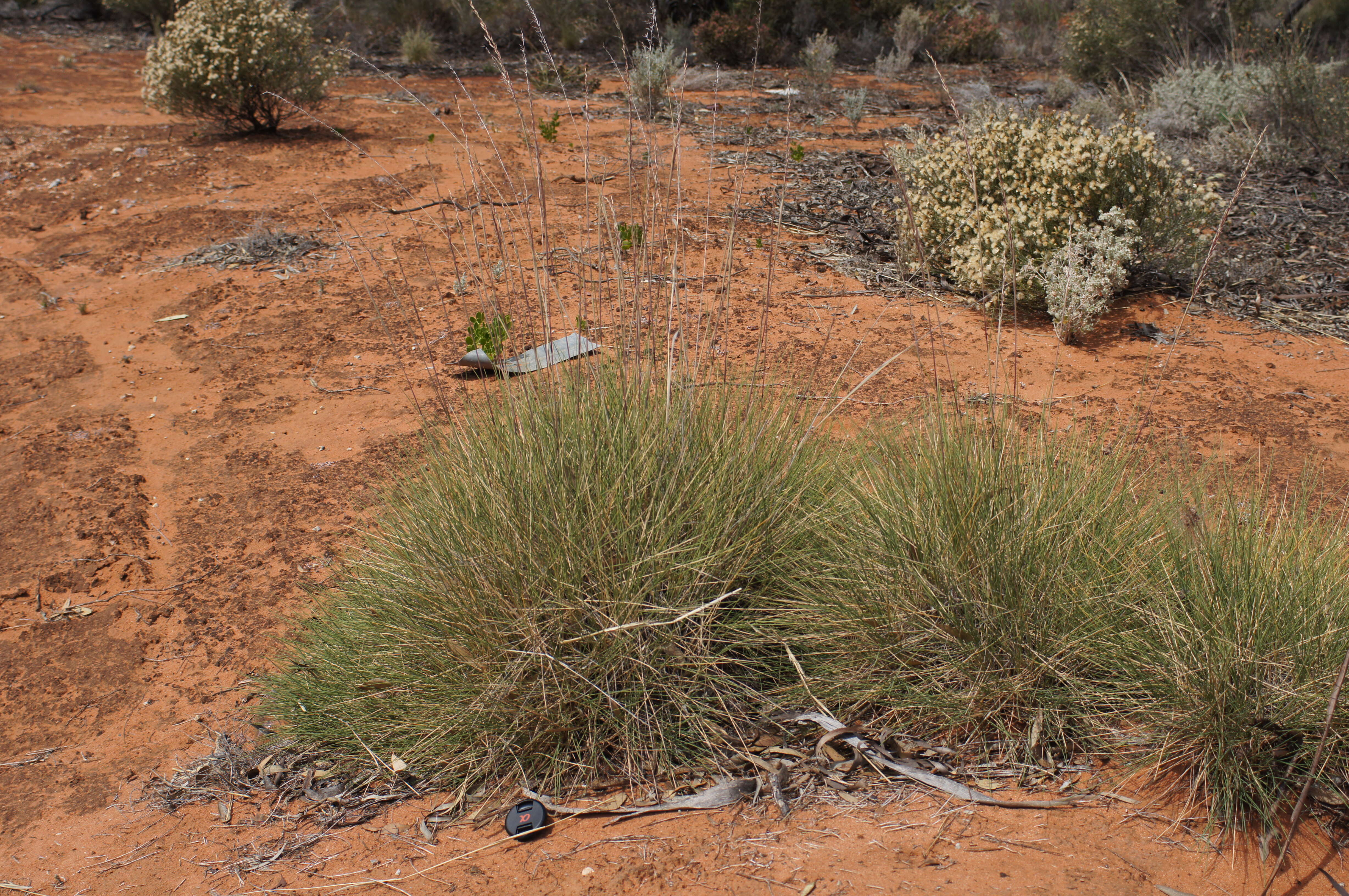 Plancia ëd Triodia scariosa N. T. Burb.