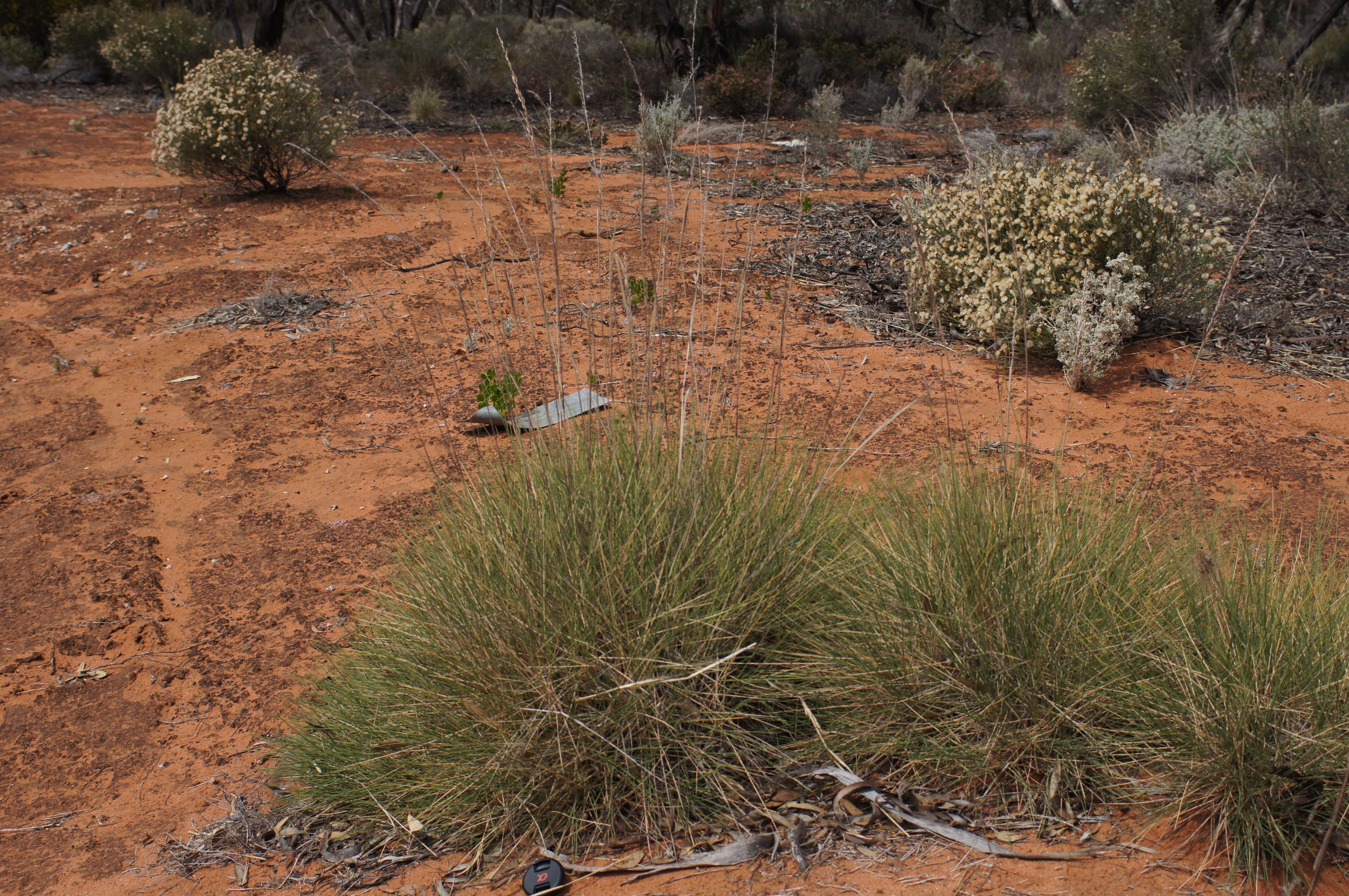 Plancia ëd Triodia scariosa N. T. Burb.