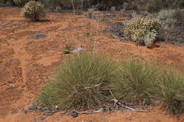 Image of Triodia scariosa N. T. Burb.