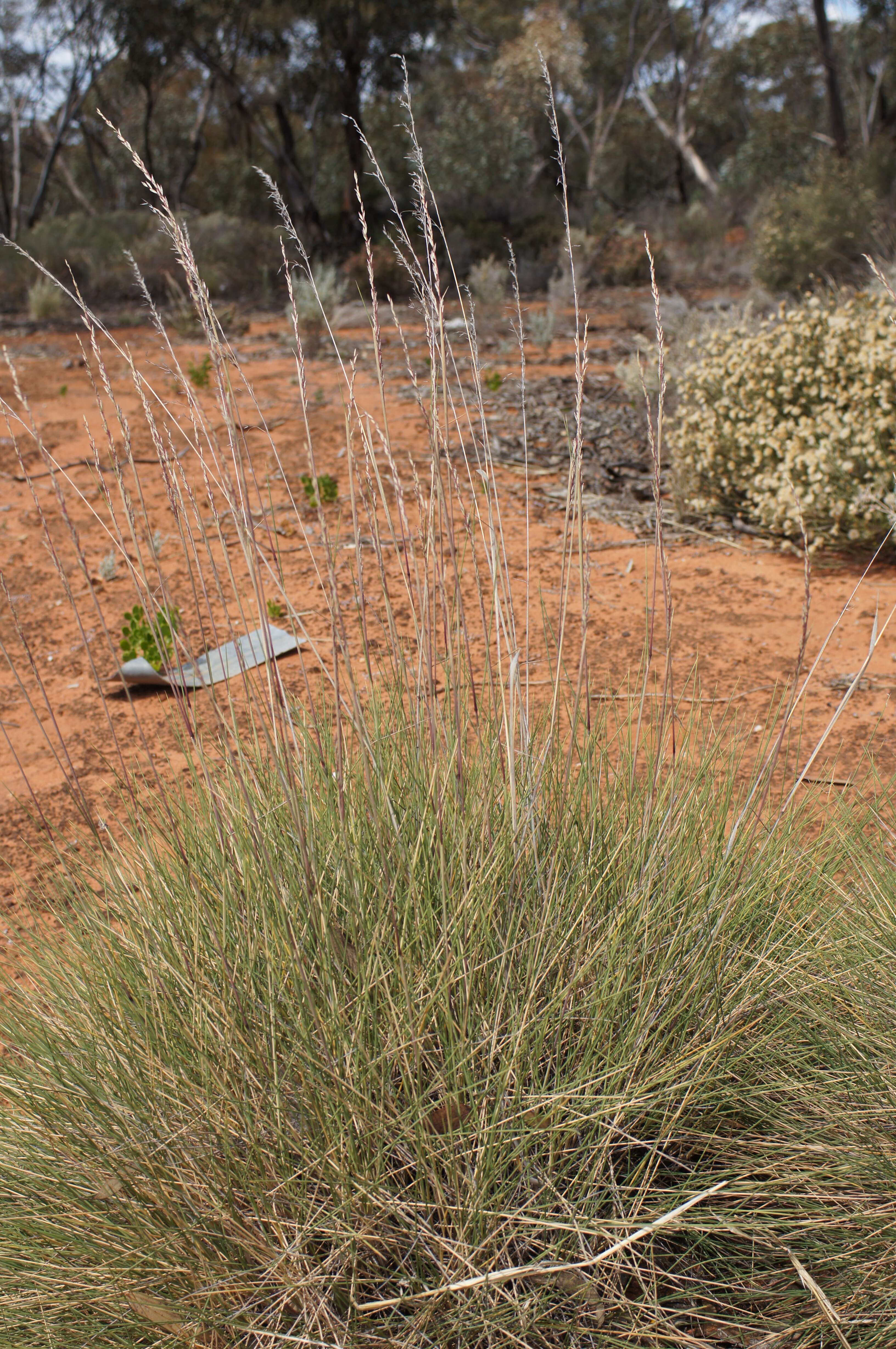 Plancia ëd Triodia scariosa N. T. Burb.