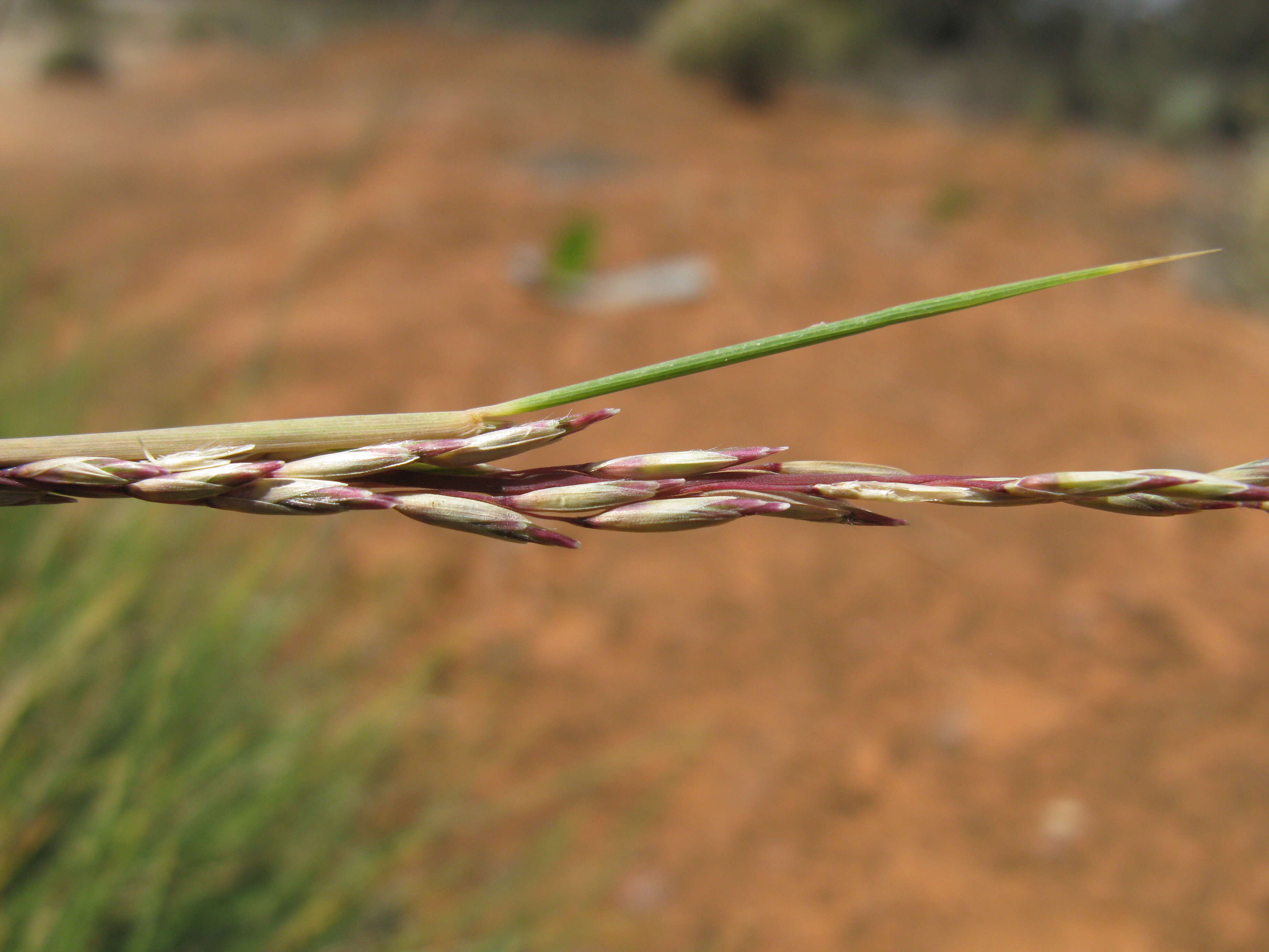 Plancia ëd Triodia scariosa N. T. Burb.