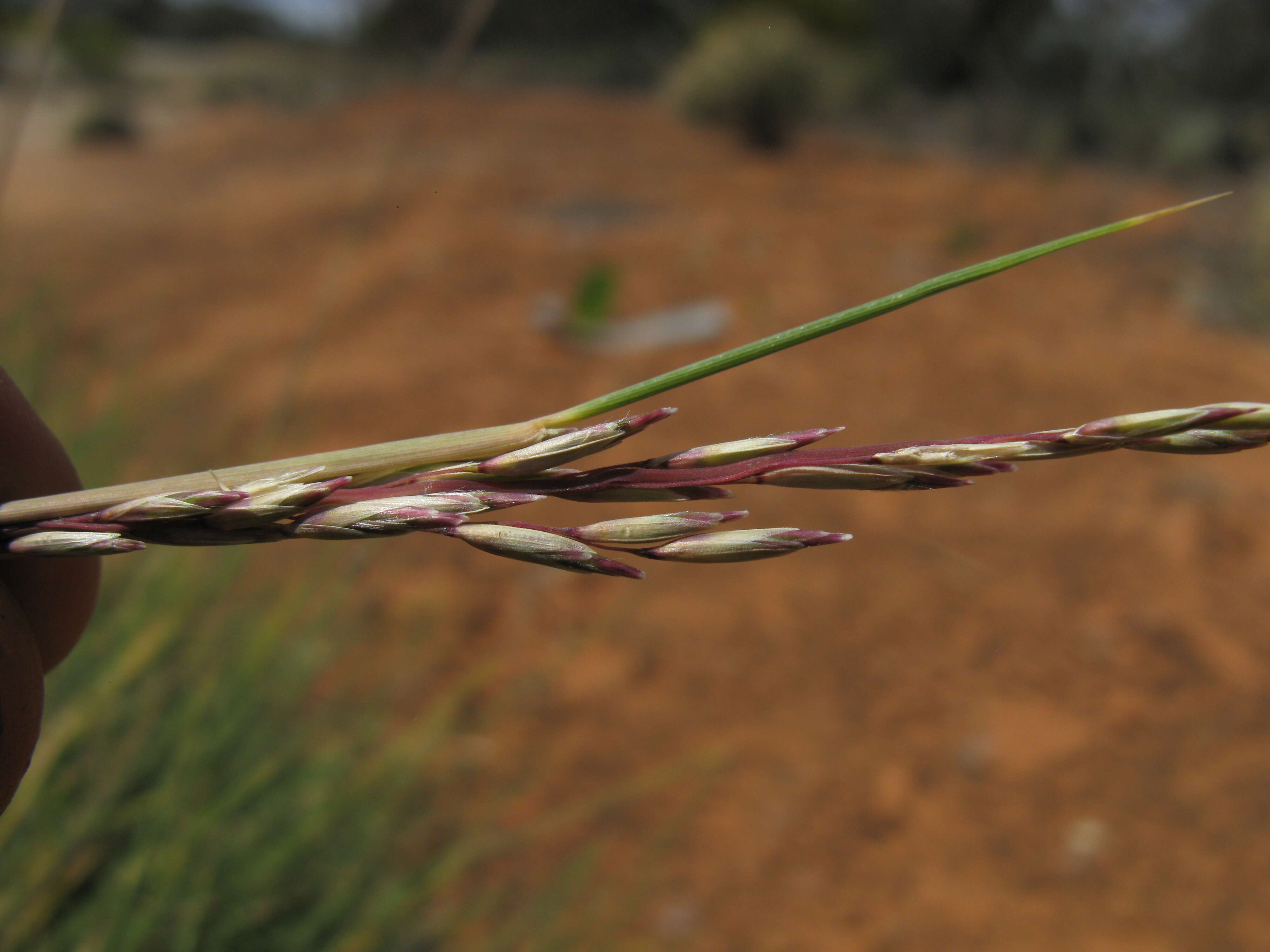 Image of Triodia scariosa N. T. Burb.