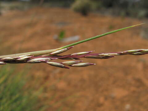 Plancia ëd Triodia scariosa N. T. Burb.