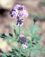 Image of southwestern mock vervain