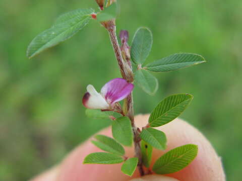 Imagem de Kummerowia striata (Thunb.) Schindl.