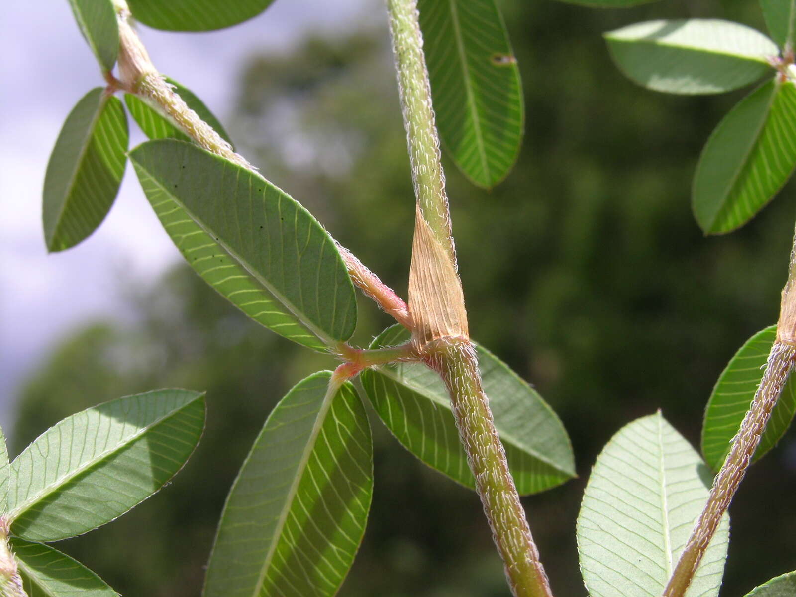 Imagem de Kummerowia striata (Thunb.) Schindl.