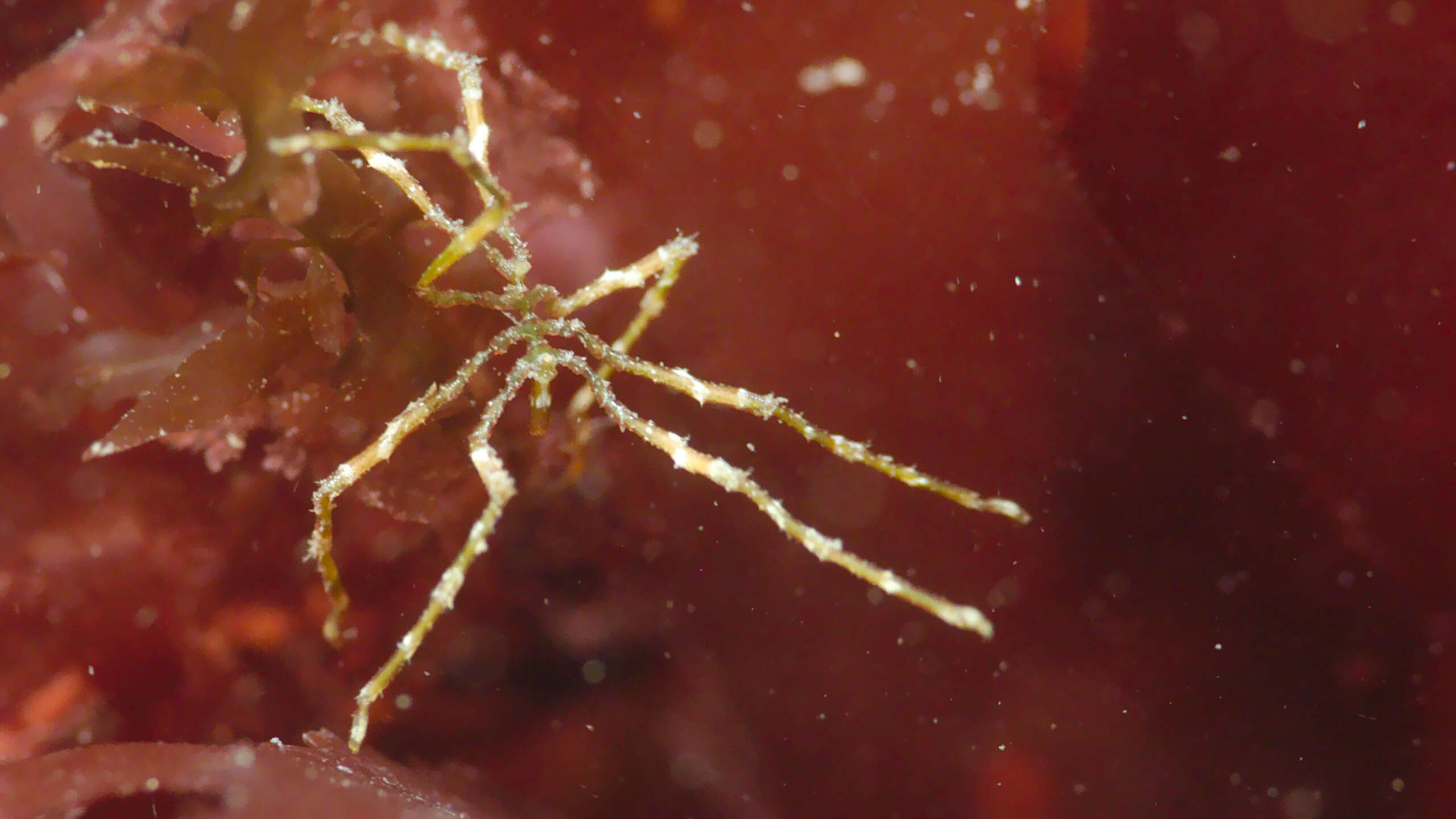 Image of Sea-spider