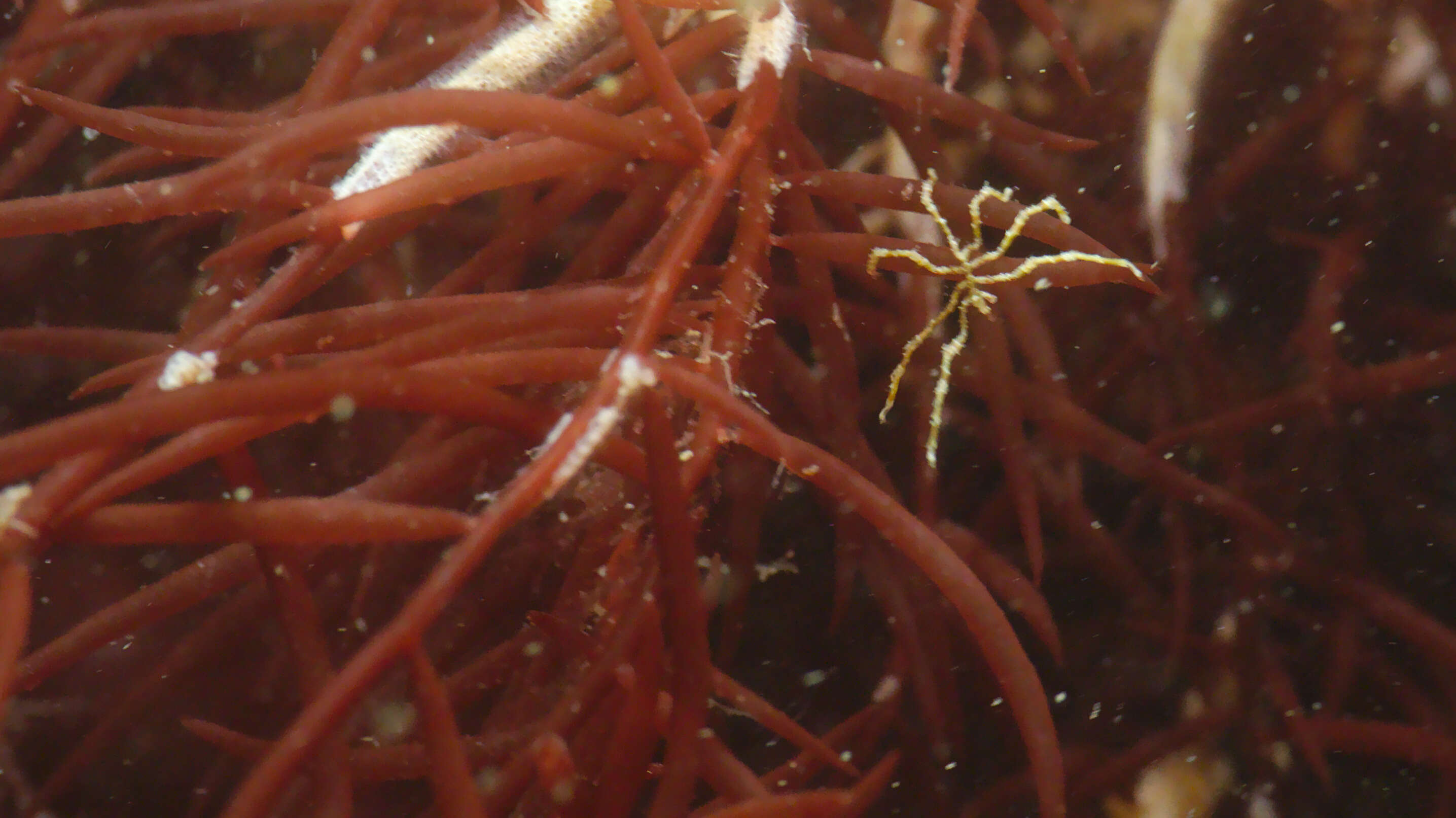 Image of Sea-spider