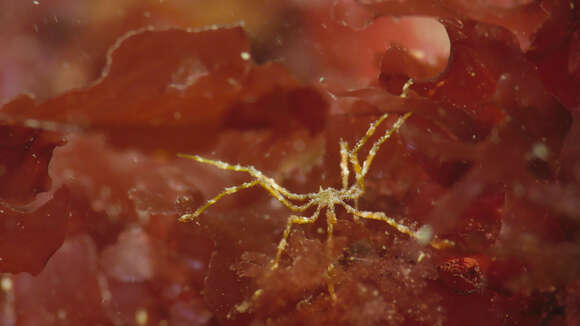 Image of Sea-spider