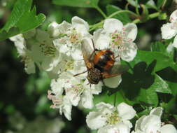 Image of Tachina fera (Linnaeus 1761)