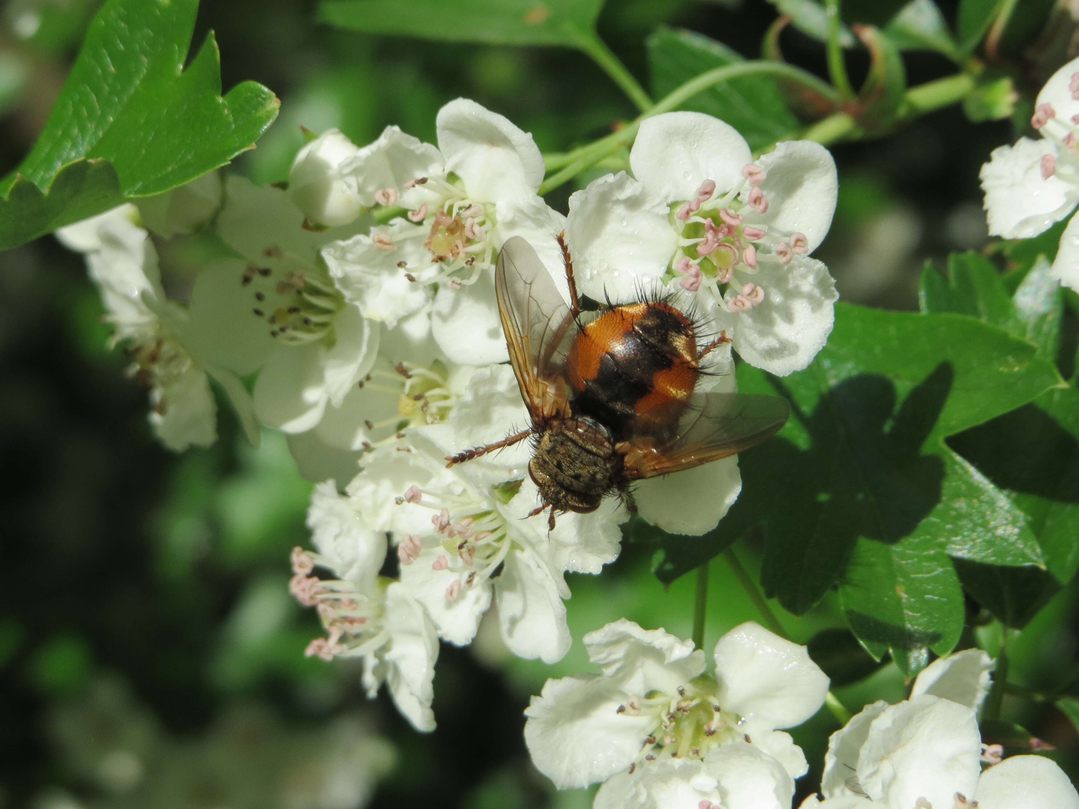 Image de Tachina fera (Linnaeus 1761)