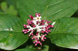 Imagem de Chassalia curviflora (Wall.) Thwaites