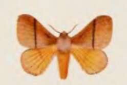 Image of Cotana germana Rothschild 1917