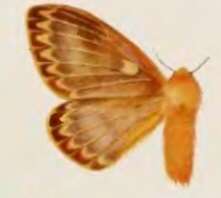 Image of Cotana rubrescens Walker 1865