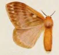 Image of Cotana rubrescens Walker 1865