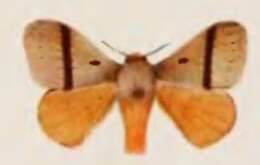 Image of Cotana rubrescens Walker 1865